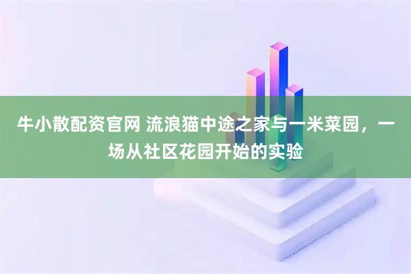 牛小散配资官网 流浪猫中途之家与一米菜园，一场从社区花园开始的实验